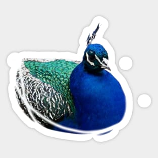 Peacock Sticker